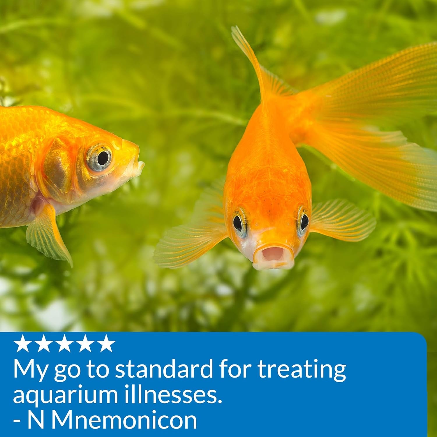 PIMAFIX Bordeaux Mixture Freshwater and Saltwater Fish Remedy 4-Ounce Bottle (10G) , Black